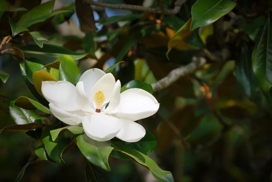 A picture of a magnolia flower on a tree in Covington, LA.