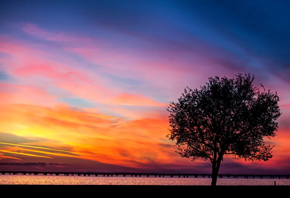 A picture of a sunset over the water with a tree in front of it in Mandeville, LA.